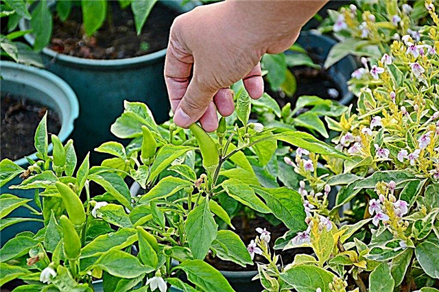 The principle of picking pepper seedlings at home