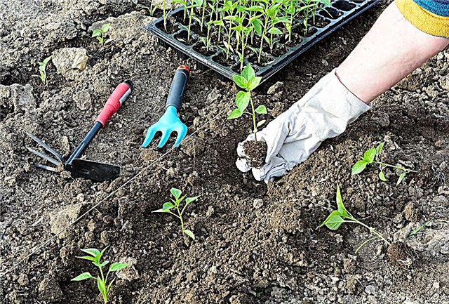 Plantar pimientos de ensalada para plántulas en 2018 según el calendario lunar