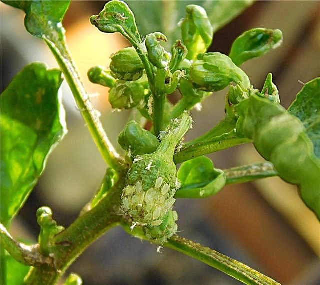 Why do the leaves of pepper seedlings curl