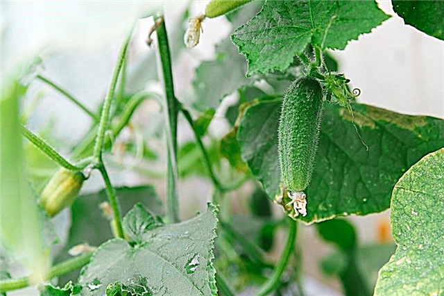Why cucumbers stop growing and do not bear fruit