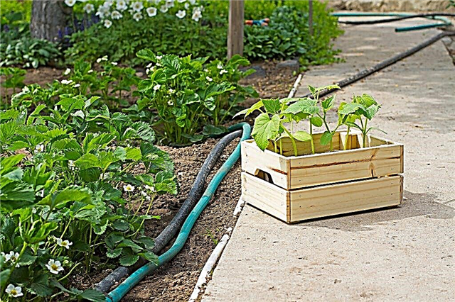Plantar pepinos junto a otros vegetales
