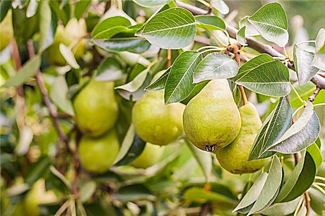 Characteristics of Lel pear varieties