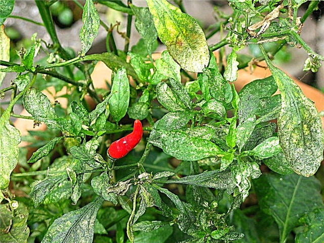 Diseases of sweet pepper and methods of dealing with them