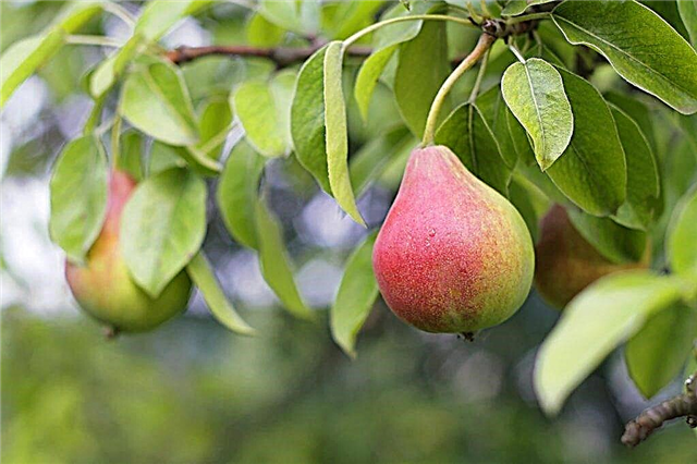Description of pear Tatiana