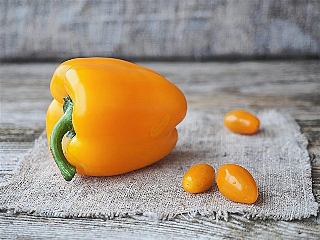 Characteristics of the Big Mama pepper variety