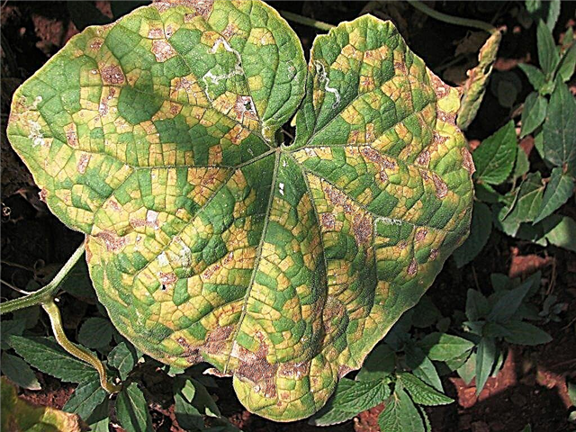 Manchas oxidadas en las hojas de pepino: causas y tratamiento.