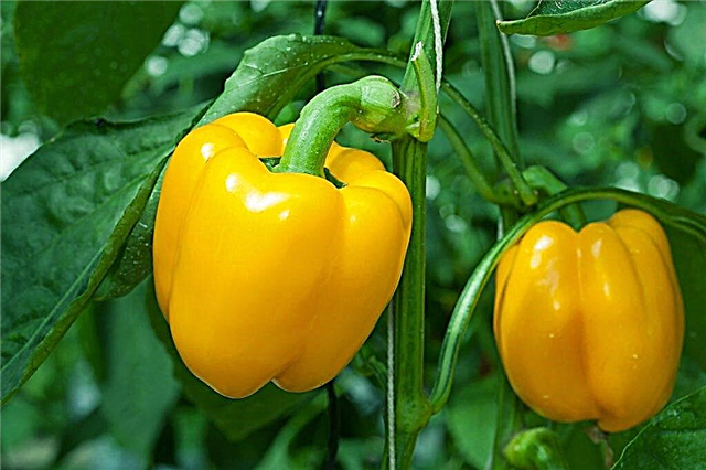 Characteristics of Yellow Pepper