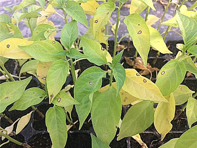 We treat diseases of pepper seedlings