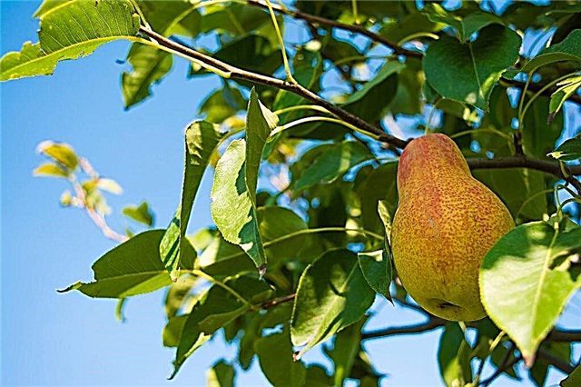 Description of Allegro pear