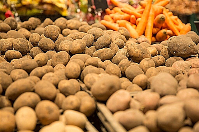 Rules for storing potatoes in a cellar in winter
