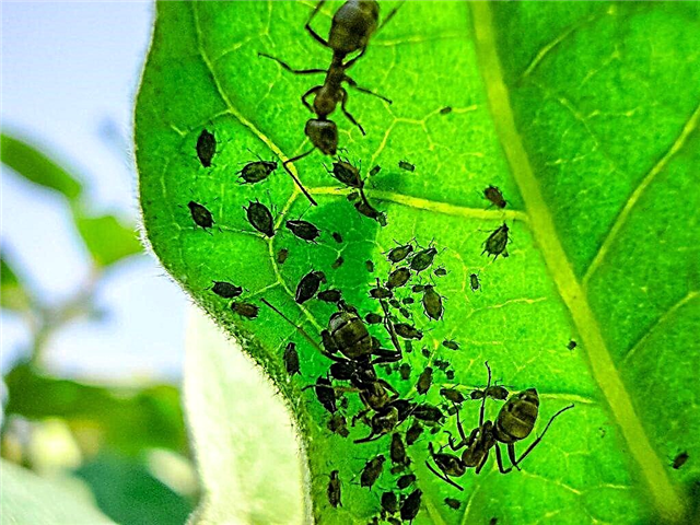 Fighting aphids on a pear