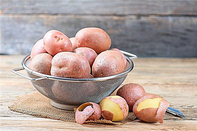 Deskripsi tentang varietas kentang Desiree
