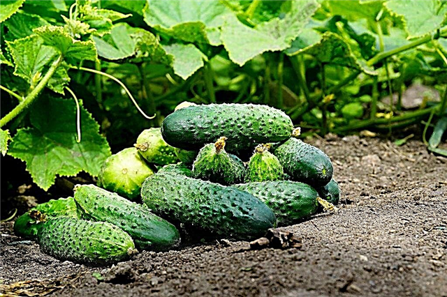 Cucumber variety Bobrik