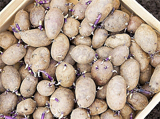 Kartoffeln vor dem Pflanzen verarbeiten