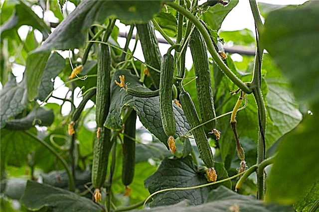 Rules for growing cucumbers in the Leningrad region in the open field