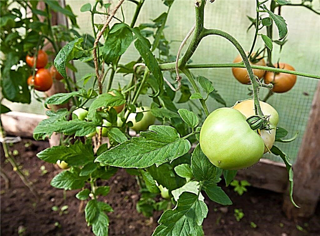 Làm thế nào và tại sao cà chua được ghép?