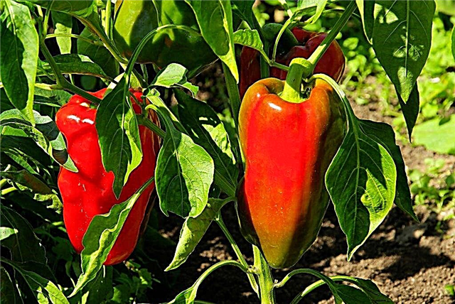 Characteristics of the D'Artanyan pepper variety
