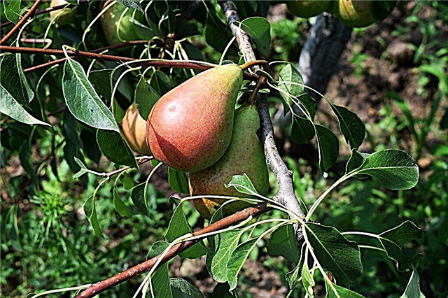 Characteristics of the Kokinskaya pear variety