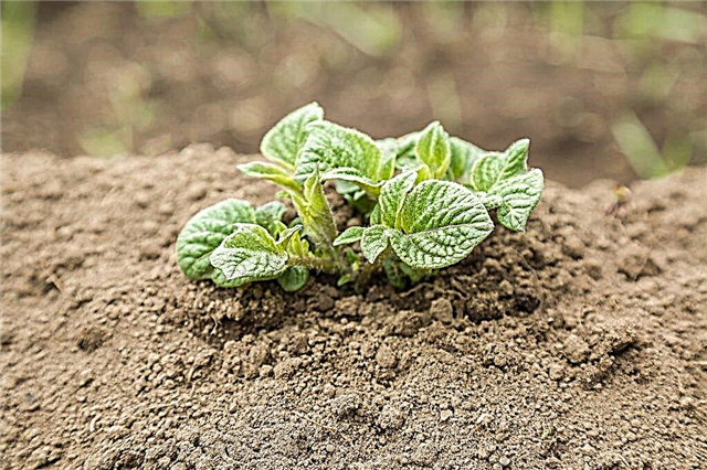 How quickly potatoes emerge after planting