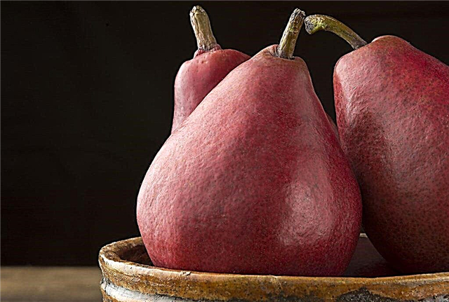 Characteristics of Starkrimson pears