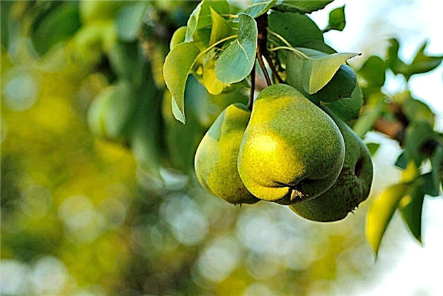 Characteristics of the pear variety Zaveya