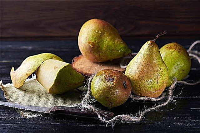 Description of pear varieties Yanvarskaya