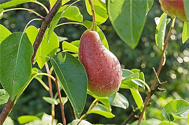 Characteristics of the Yakovlevskaya pear variety