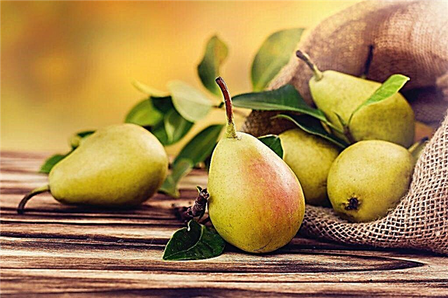 Characteristics of the pear variety Samara beauty