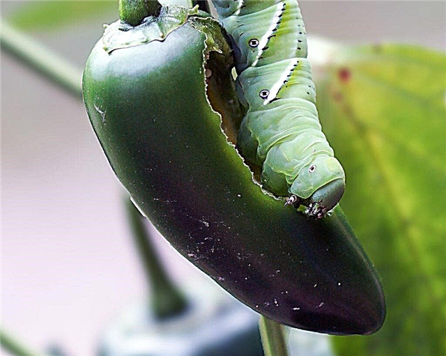 Why does the caterpillar eat pepper
