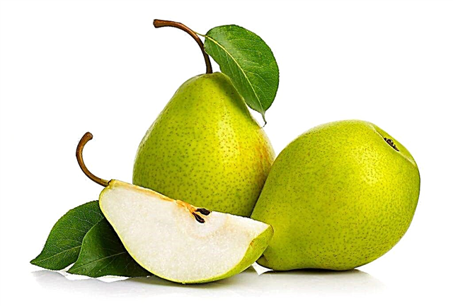 Characteristics of the pear variety Sverdlovchanka