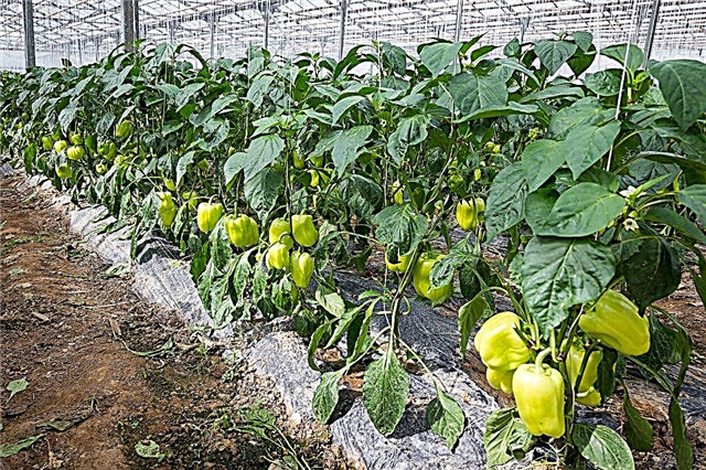 Reglas para plantar pimientos de ensalada en los Urales