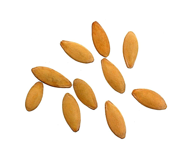 Câte zile germinează semințele de castraveți?