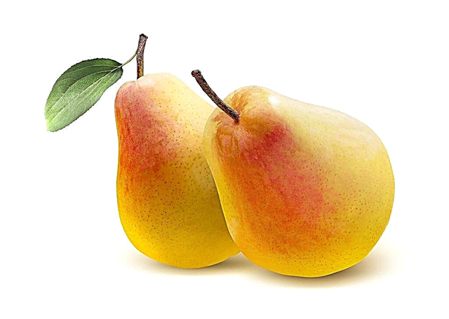 Characteristics of Skorospelka pear varieties from Michurinsk