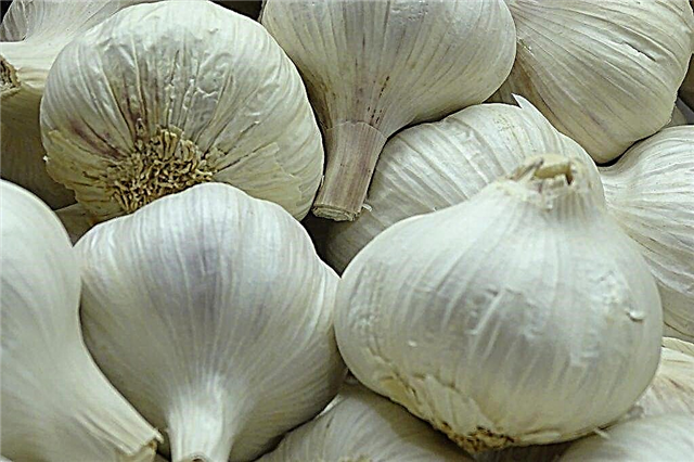 Carrying out foliar dressing of garlic
