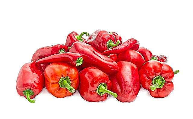 Characteristics of the Novosibirsk pepper variety