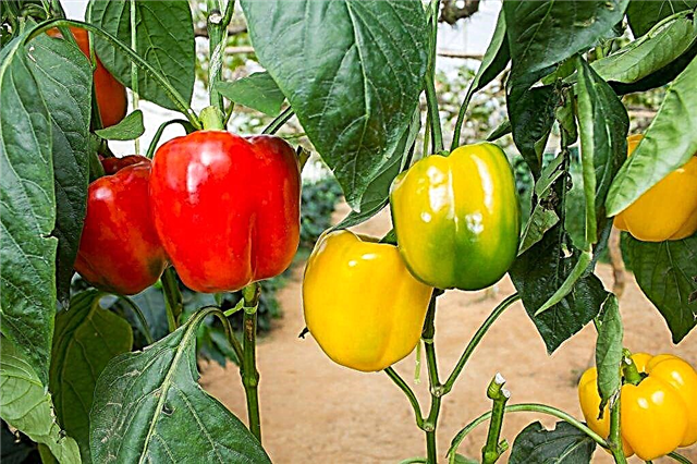 Kjennetegn på produktive varianter av pepper