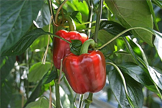 Characteristics of pepper varieties Sankina Lyubov