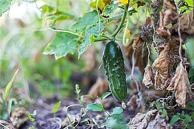 Why do cucumber leaves turn white and dry