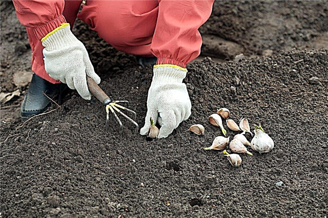 Cara transplantasi bawang putih di musim semi