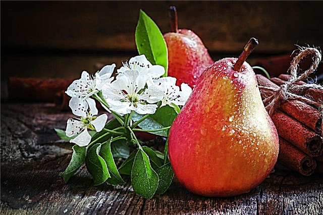 Characteristics of Nika pears