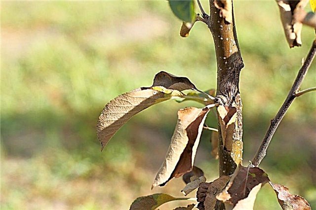 Ursachen der Blattkräuselung bei Birnen