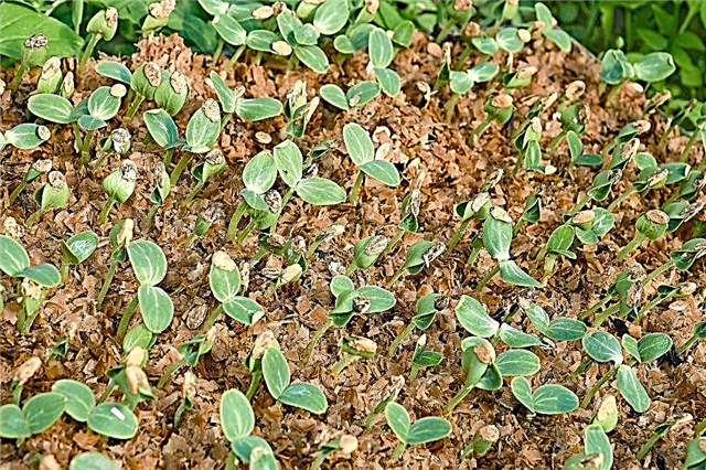 Seedlings of cucumbers in sawdust