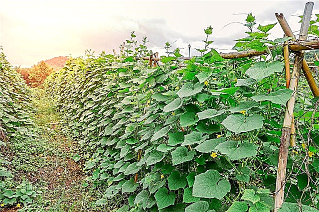 How to choose green manure for growing cucumbers