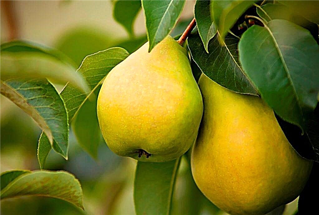 Characteristics of the honey variety pear