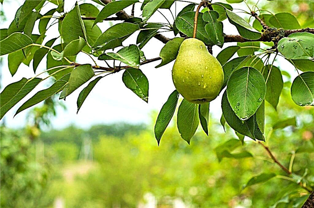 Eigenschaften der Birnensorte Kudesnitsa
