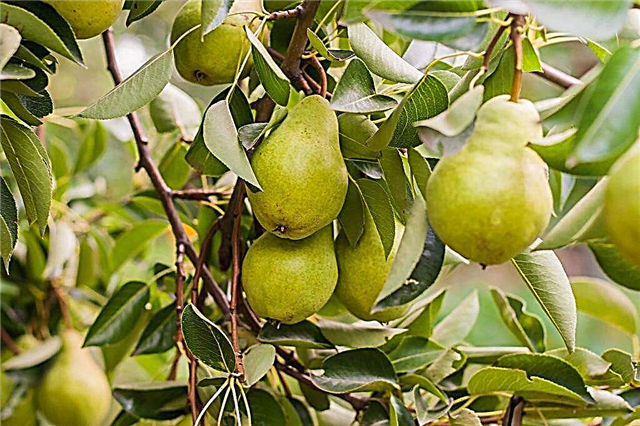 Characteristics of the pear variety February Souvenir
