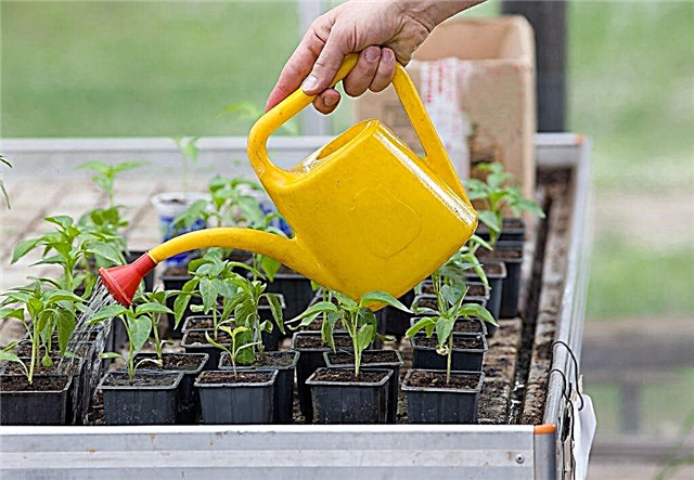 Rules for watering pepper seedlings