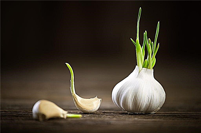 The benefits and storage of sprouted garlic