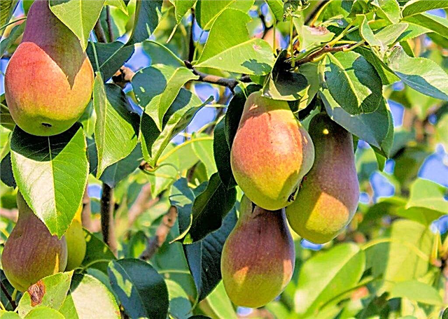 Characteristics of pear varieties Perun