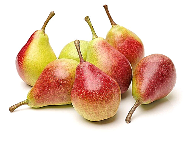 Characteristics of Tikhy Don pear varieties
